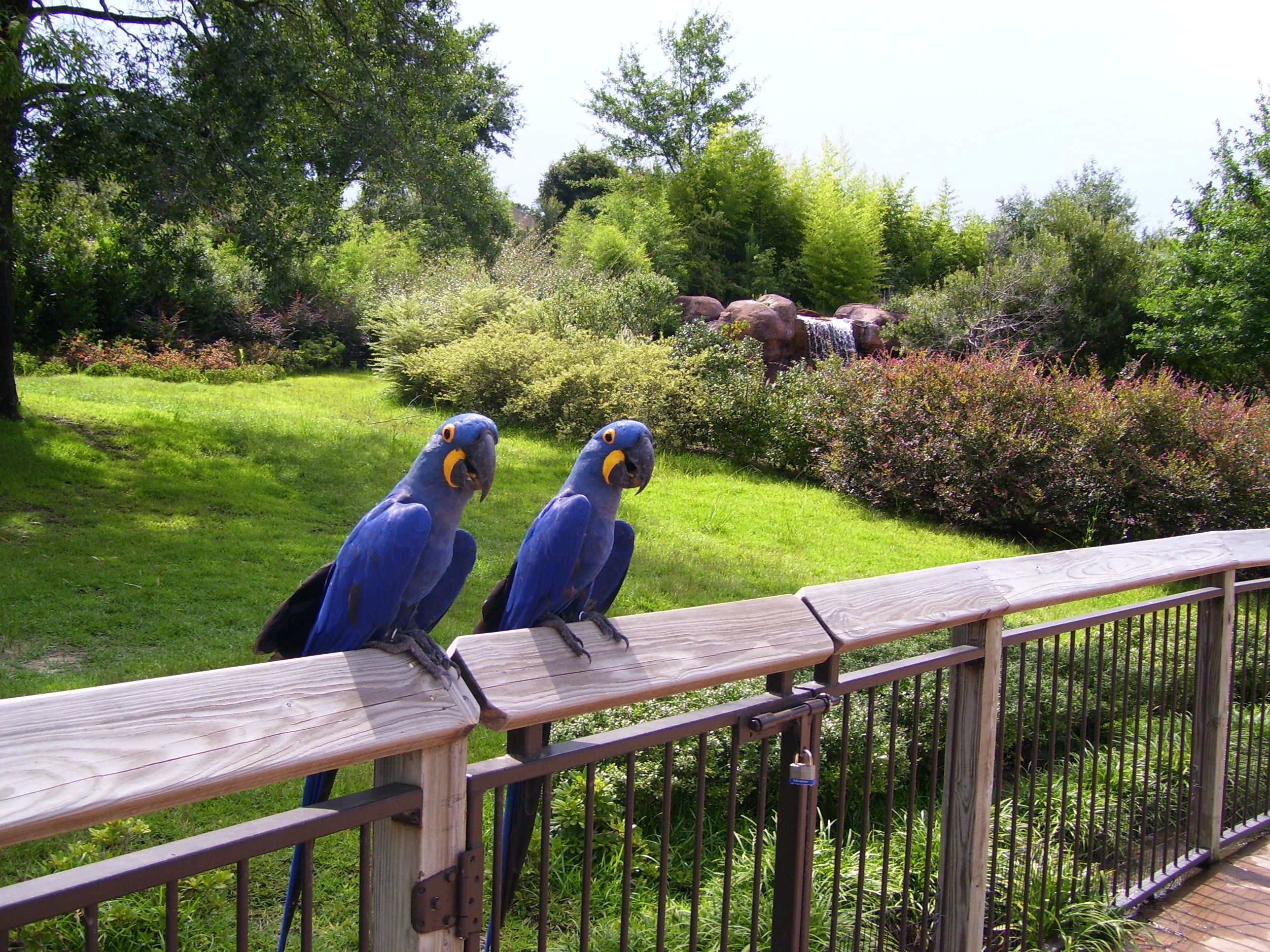 parrots sitting on a ledge at caldwell zoo