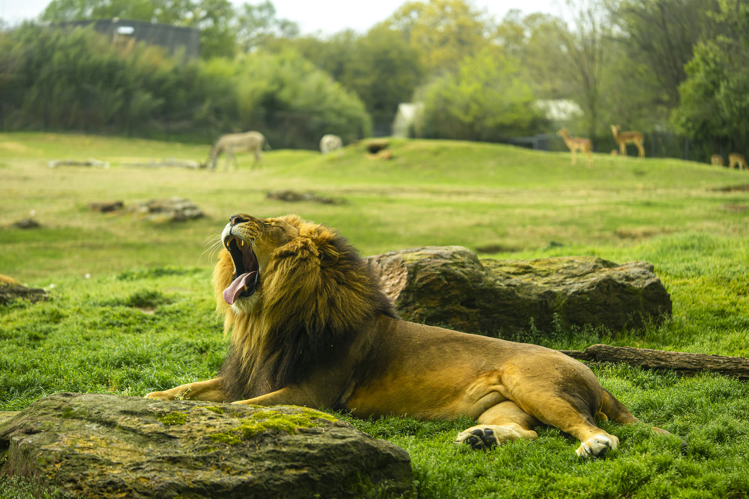 lion at caldwell zoo yawning